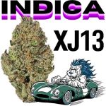 XJ13