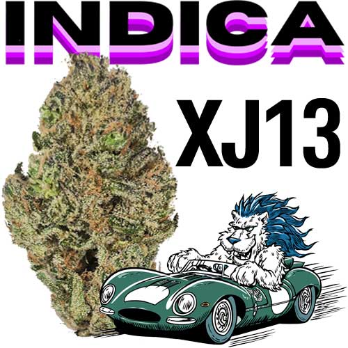 XJ13