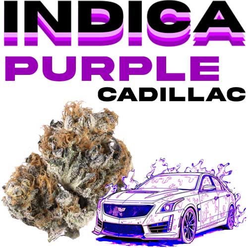 PURPLECADILLAC