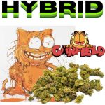 GARFIELD THCA