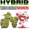 [THCa 420 SALE] White Cherry Gushers – 0.5g 🍃 smalls 🍃