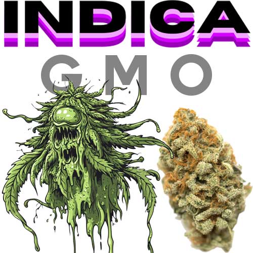 THCA GMO2