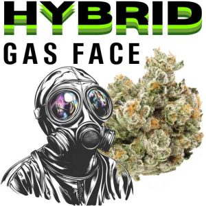 THCA GASFACE