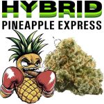pinex